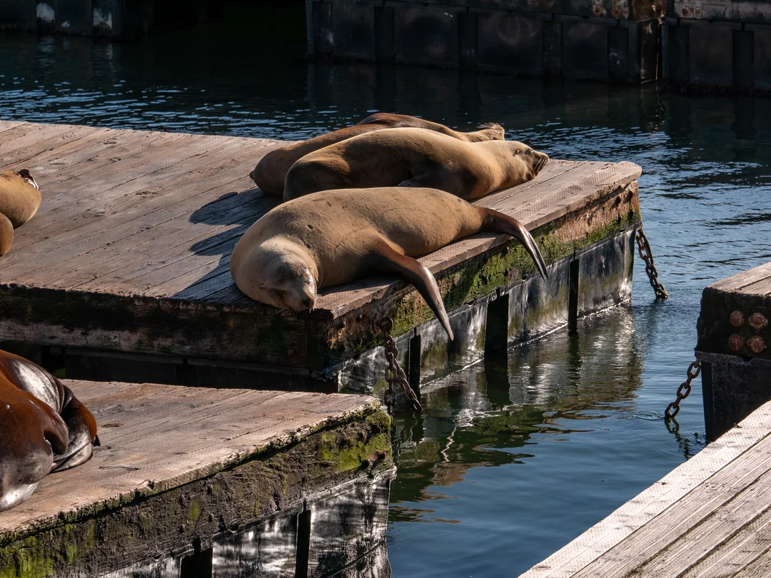 Sea lions basking in the sun