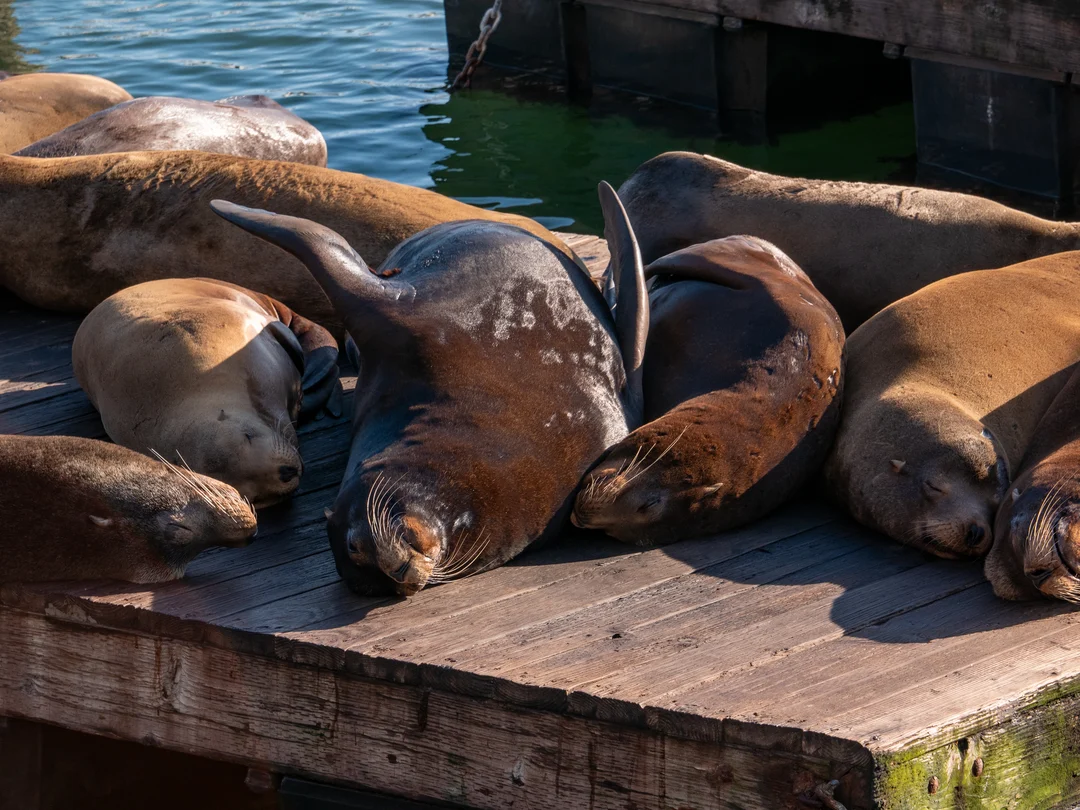 Sea lions basking in the sun