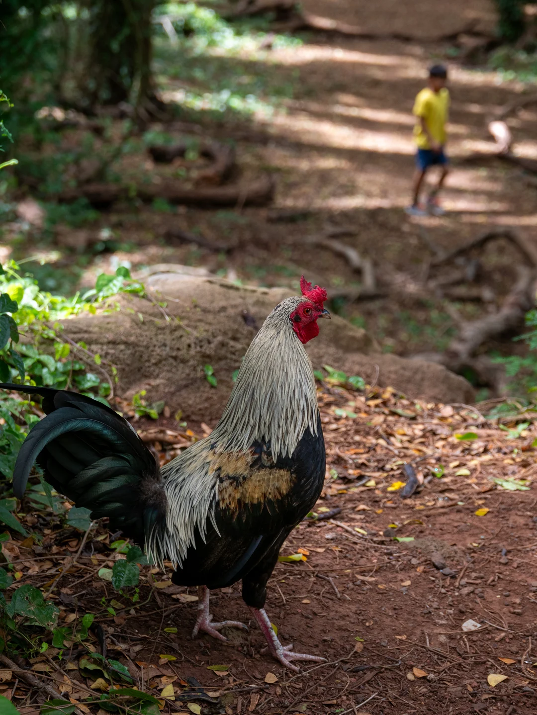 Feral chicken on the hunt