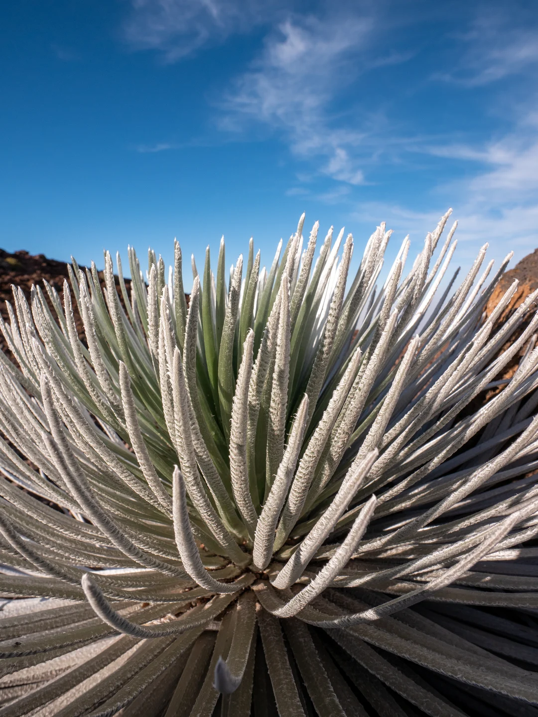 Haleakala Silversword