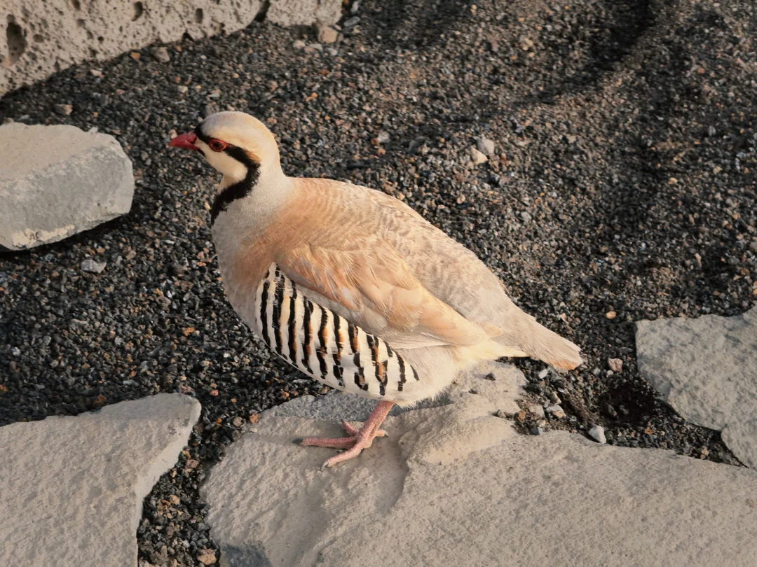 Chukar bird