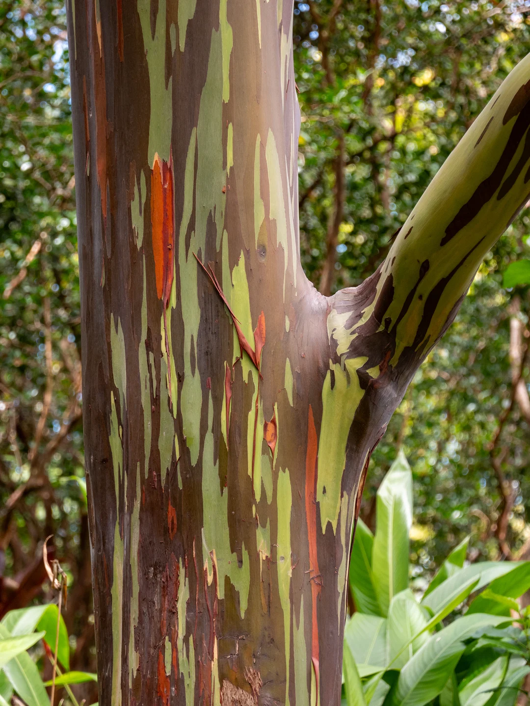 Rainbow Eucalyptus