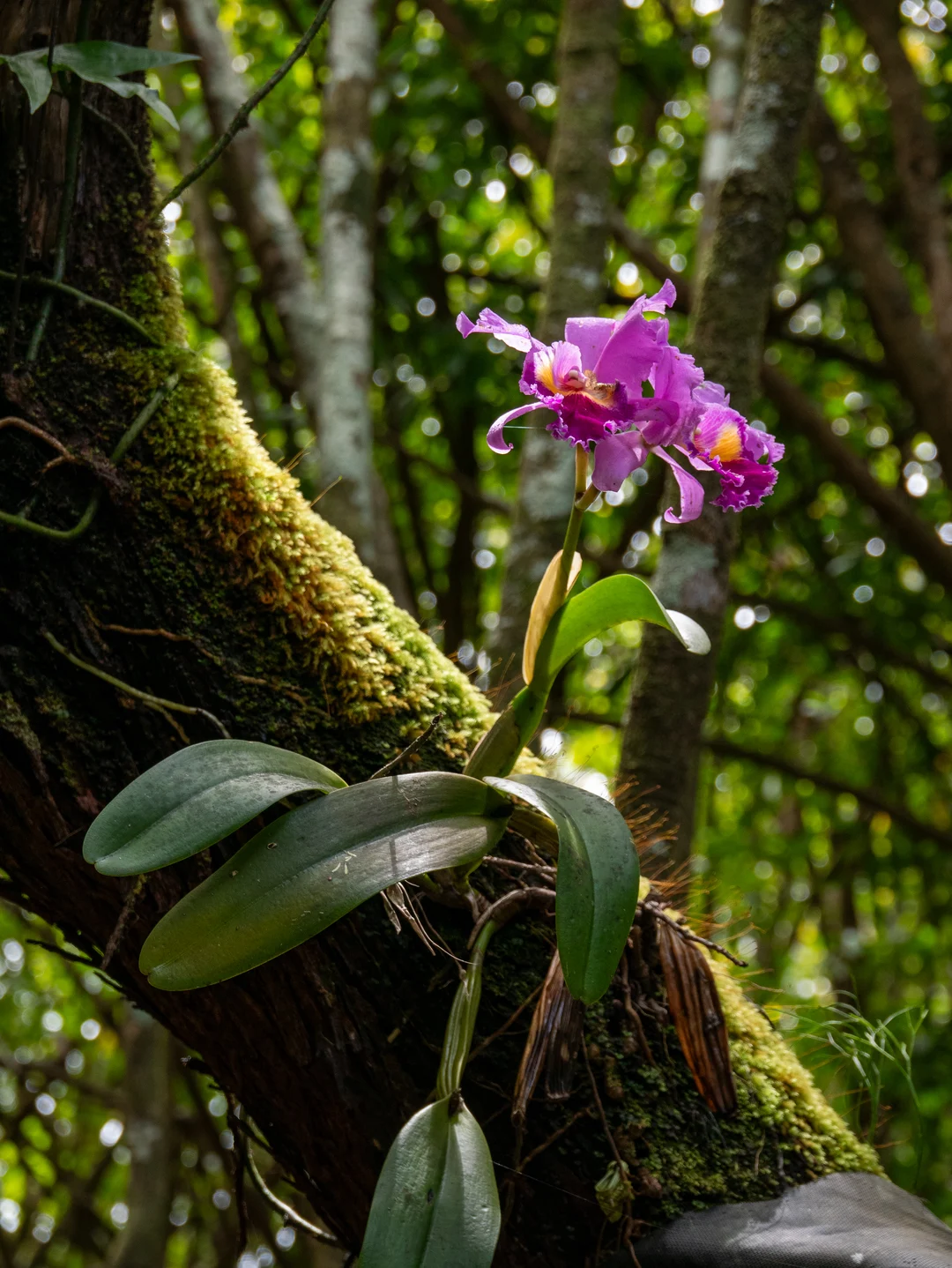 Cattleya on a tree