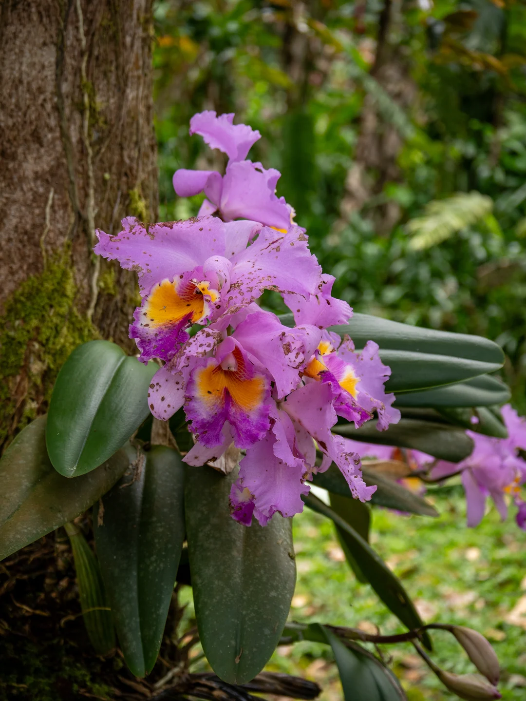 Cattleya on a tree