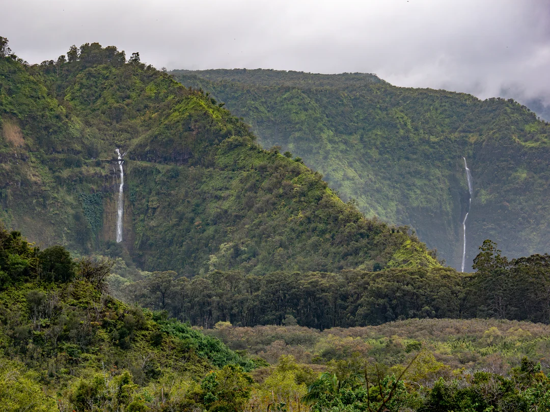 Ko'olau Forest Reserve