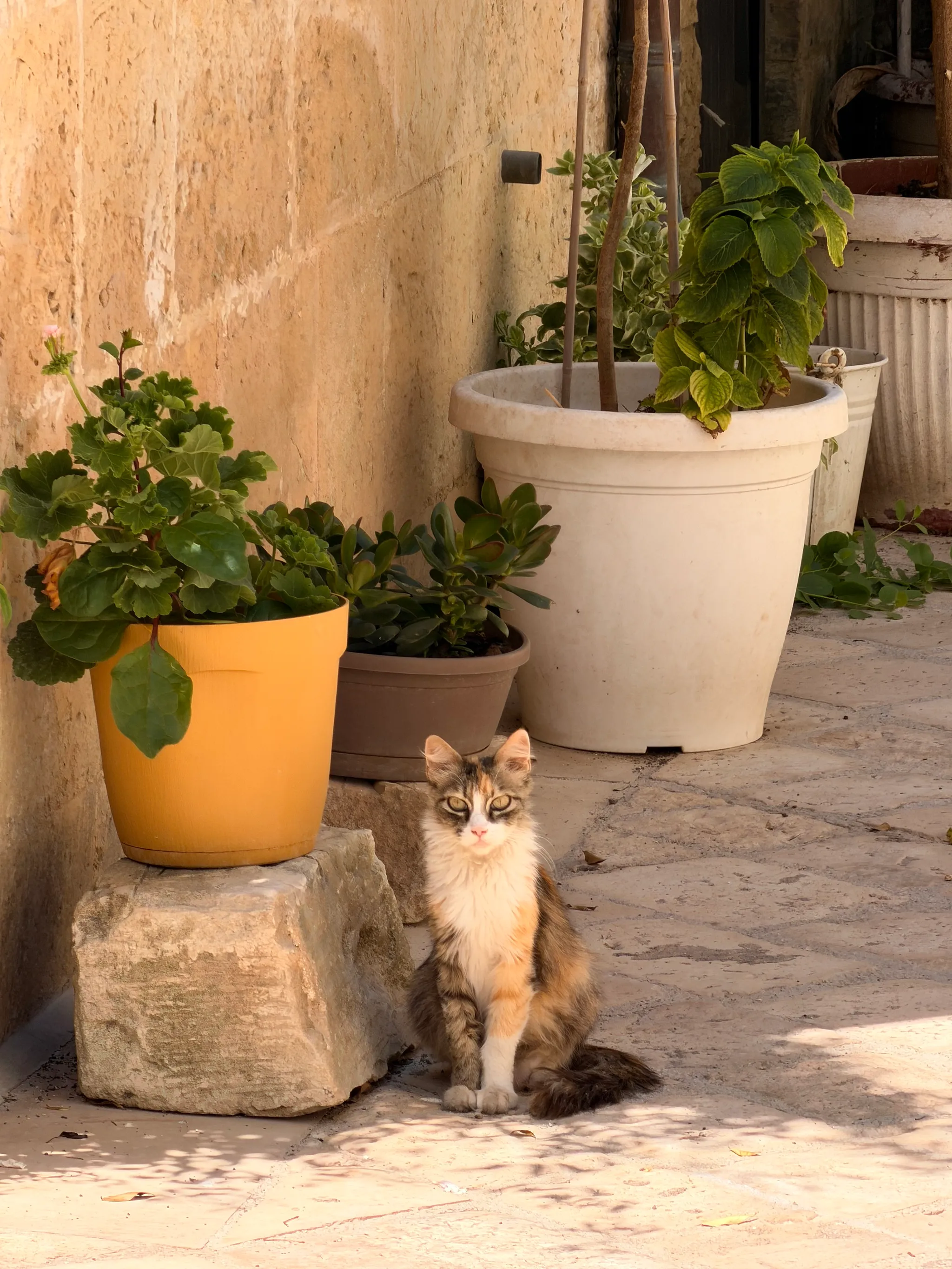 A longhaired calico cat sits on a sunlit stone lane beside potted geraniums and jade plants against a warm honey-colored limestone wall in Maglie, Italy.