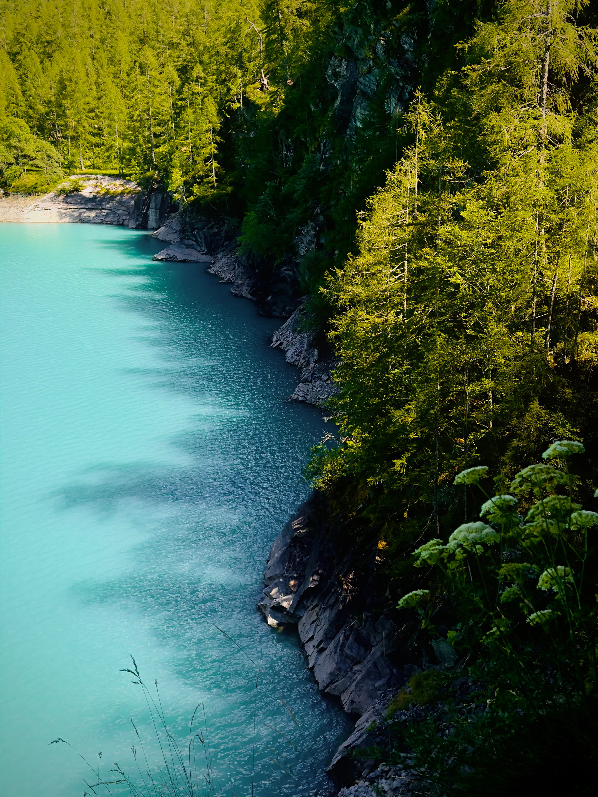 Bright turquoise alpine lake water laps against dark rocky shores and steep evergreen forest, with white umbel flowers in the foreground catching low sunlight along the left bank.