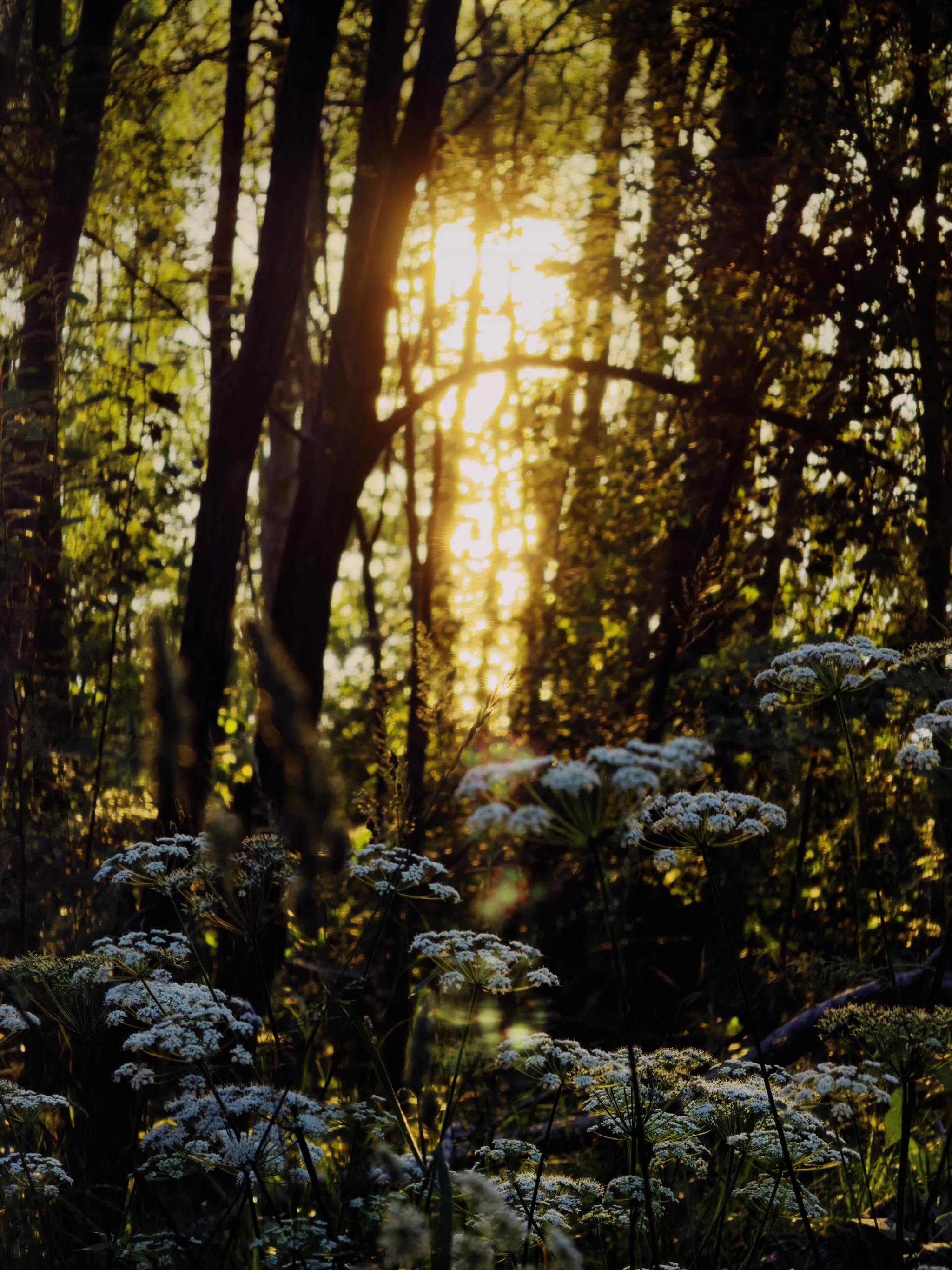 Golden sunset light filters through tall tree trunks in a Stockholm forest, illuminating clusters of white wildflowers blooming in the shadowed foreground.