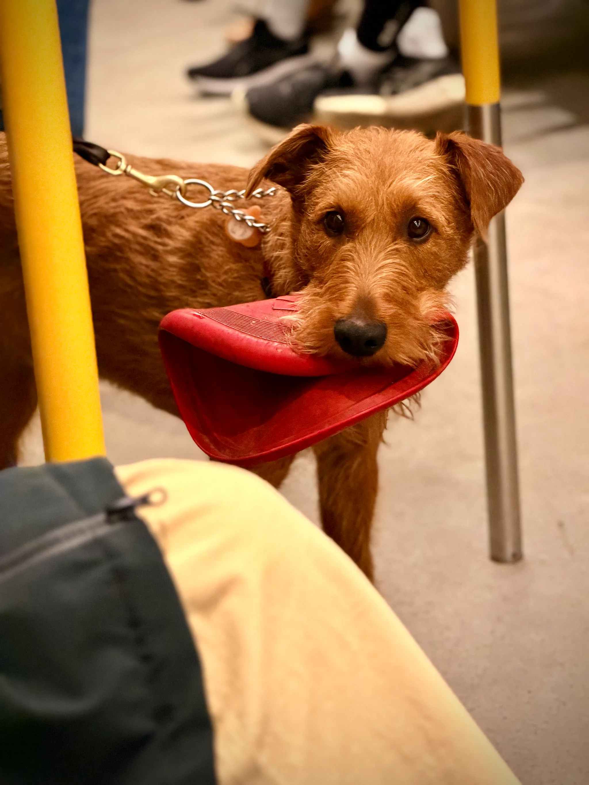 A wiry brown terrier holds a red rubber slipper in its mouth and stares at the camera, leashed beside a yellow pole, warm light with blurred feet behind.
