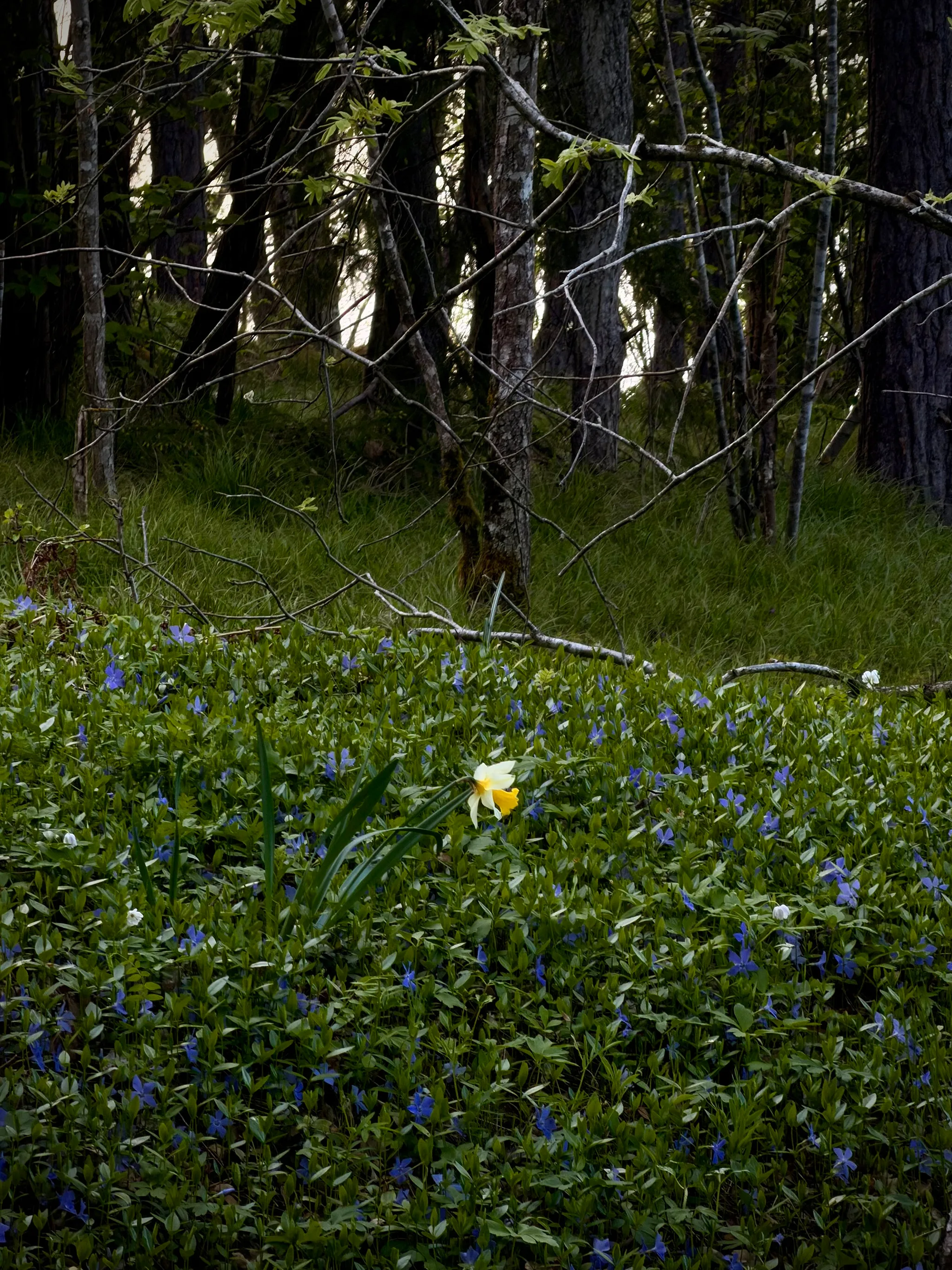 A single white-and-yellow daffodil blooms among low green groundcover dotted with small blue flowers, set against dark forest trunks with pale light filtering behind.
