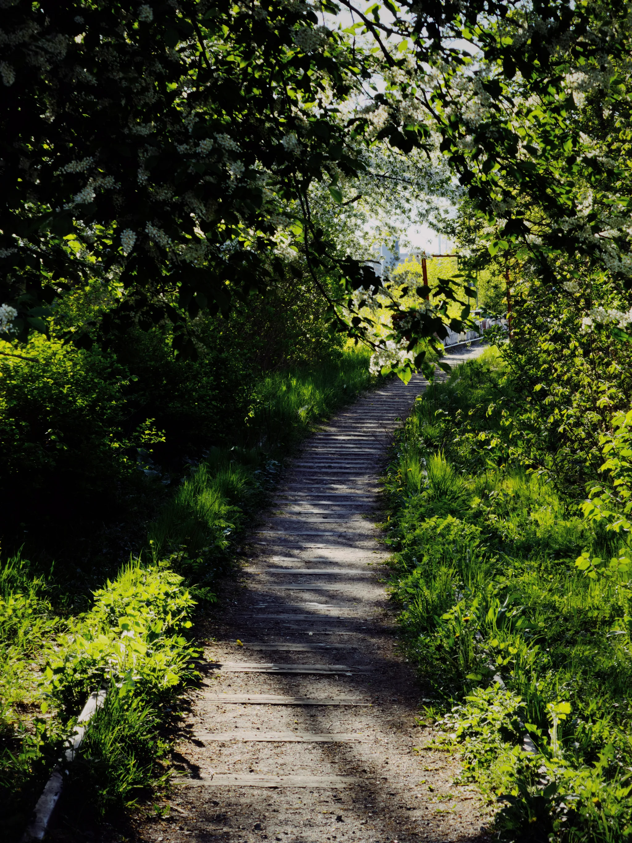 A weathered railway-sleeper path curves through sunlit grass and flowering trees, its dappled shade receding into dense green growth along an abandoned Stockholm line.