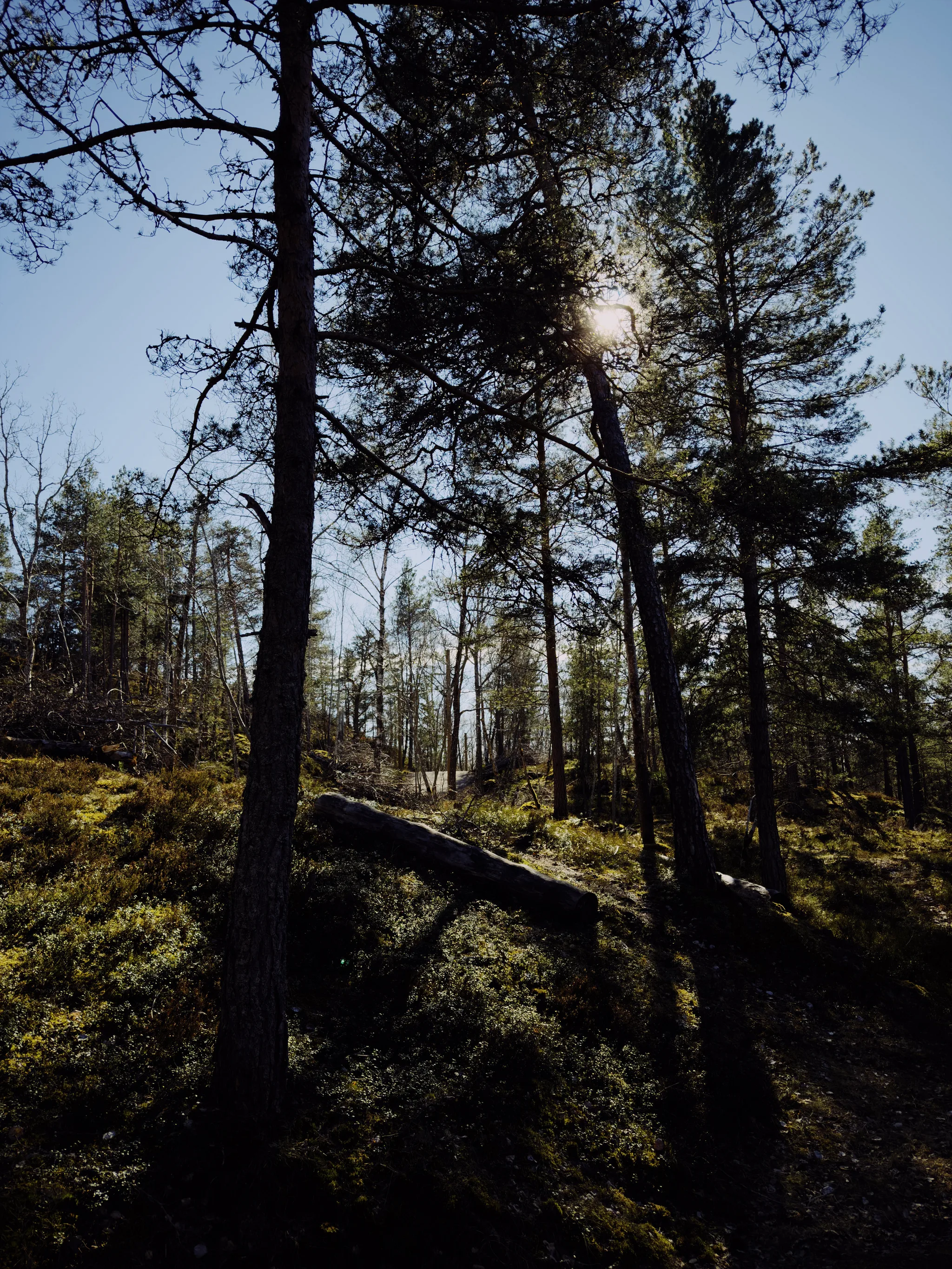 Sunlight breaks through tall pine trees in a shadowy forest, casting silhouetted branches against a clear blue sky above mossy ground and a fallen log.