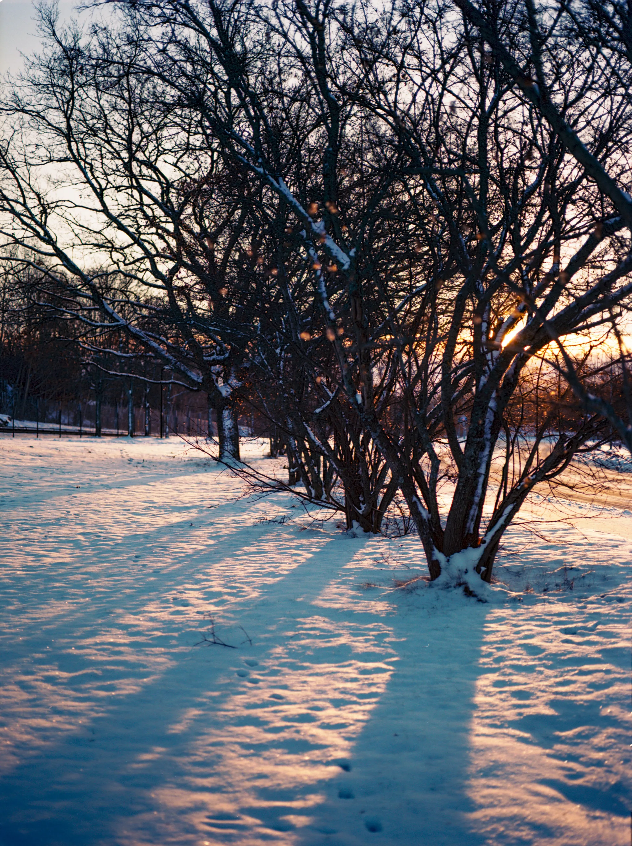 Bare, snow-dusted trees line a snowy park at dusk, the low sun glowing orange through their branches while long blue shadows stretch across the footprinted snow.