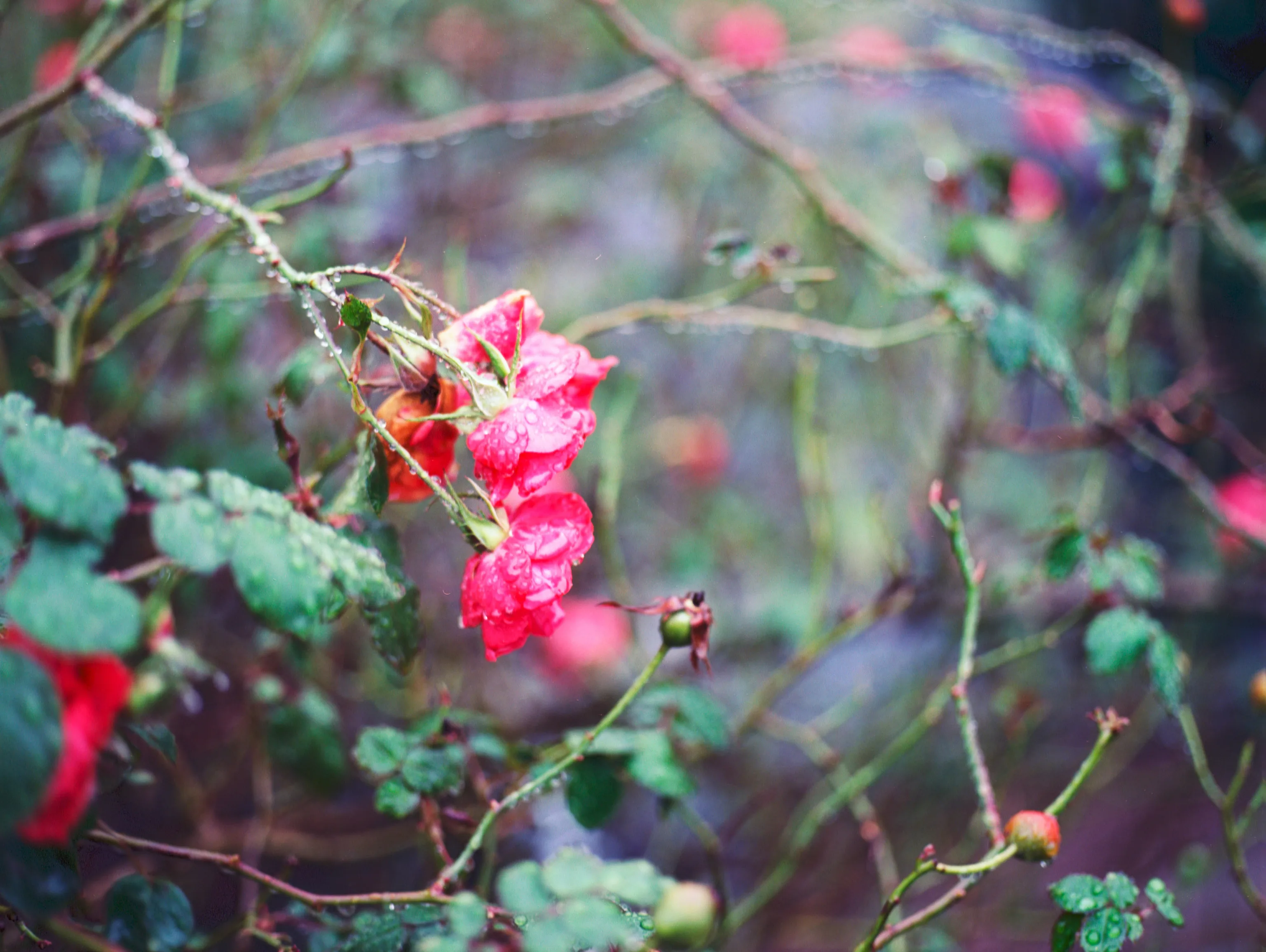 Bright pink roses dotted with raindrops hang from a thorny branch, standing out sharply against a soft blur of green leaves and tangled stems.