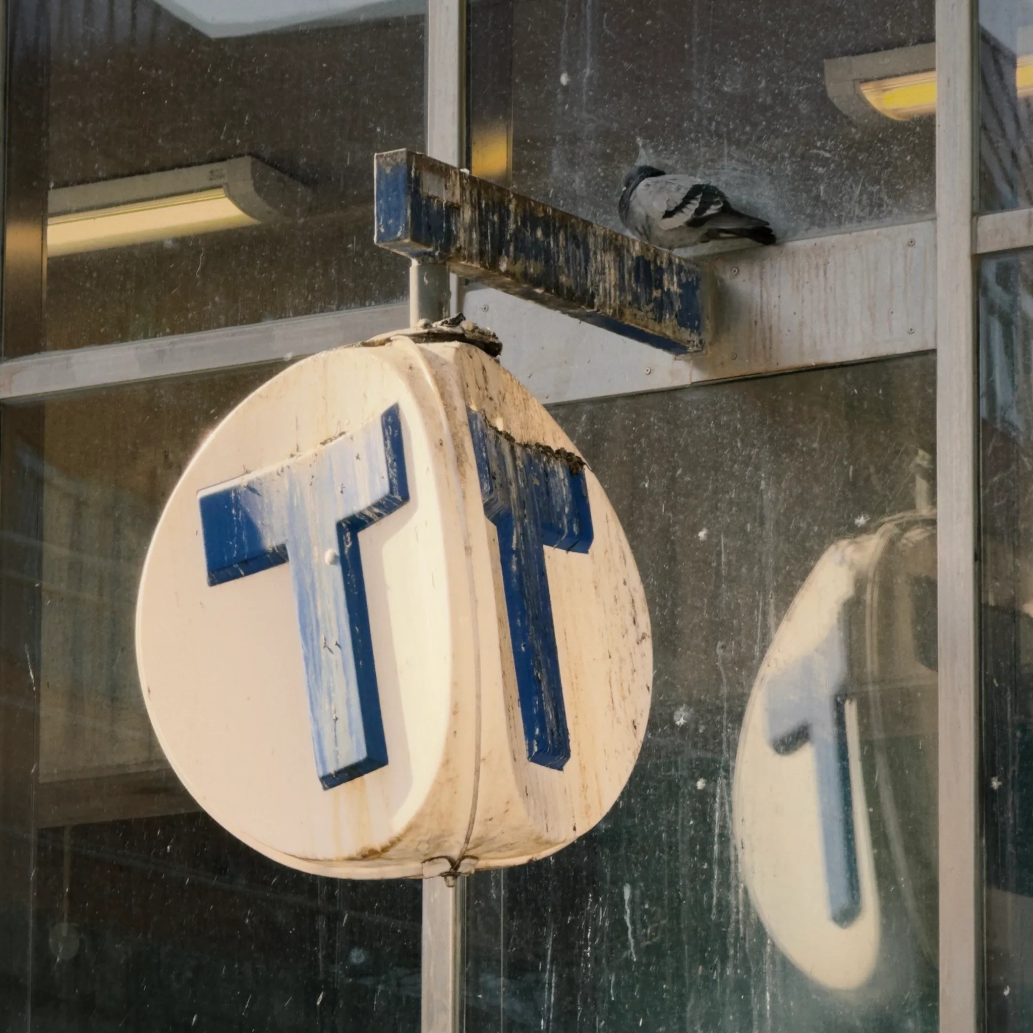 A pigeon perches above a grimy white sign bearing a blue T, its faded reflection mirrored in the dusty storefront window under warm sunlight.