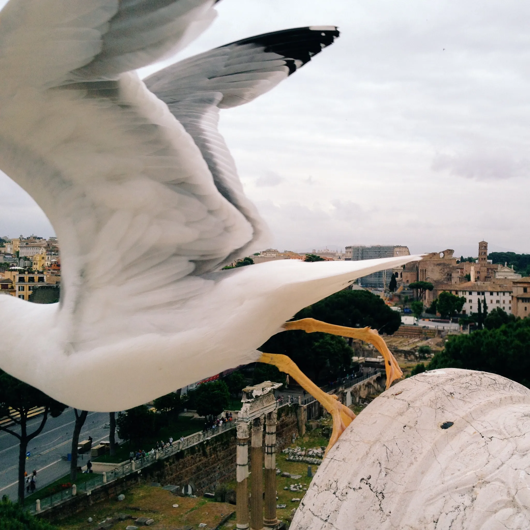 A seagull bursts into flight with wings fully spread, filling the frame above the weathered columns and ruins of the Roman Forum under a pale overcast sky.
