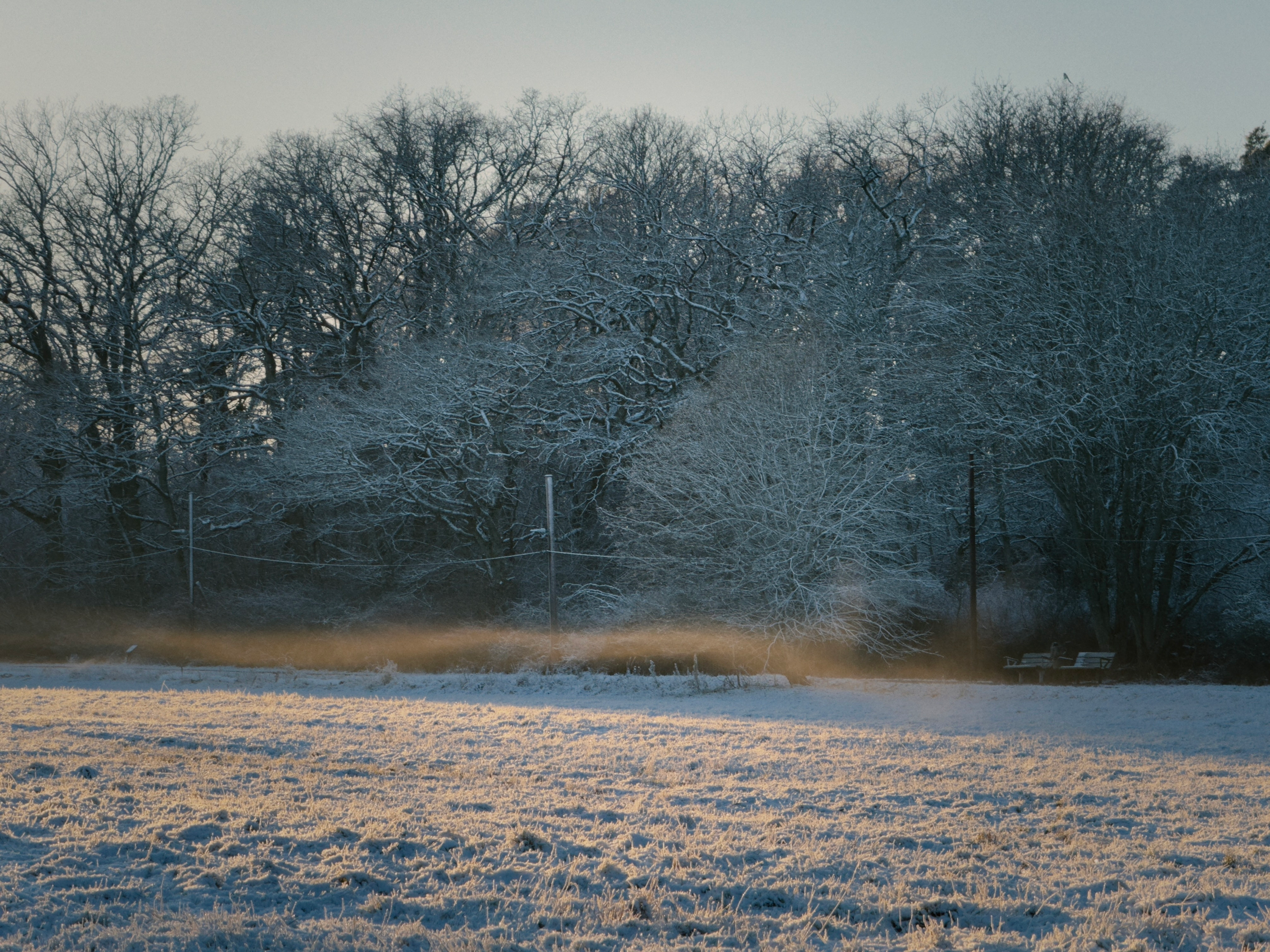 Golden mist