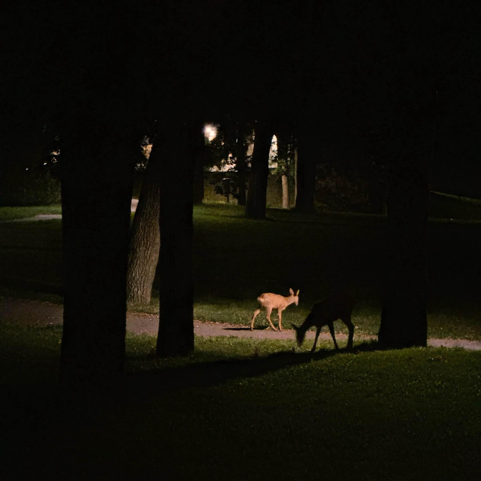 At night in a dark park, two deer graze on a faintly lit grassy path framed by black tree trunks, one pale tan and the other nearly hidden in shadow.