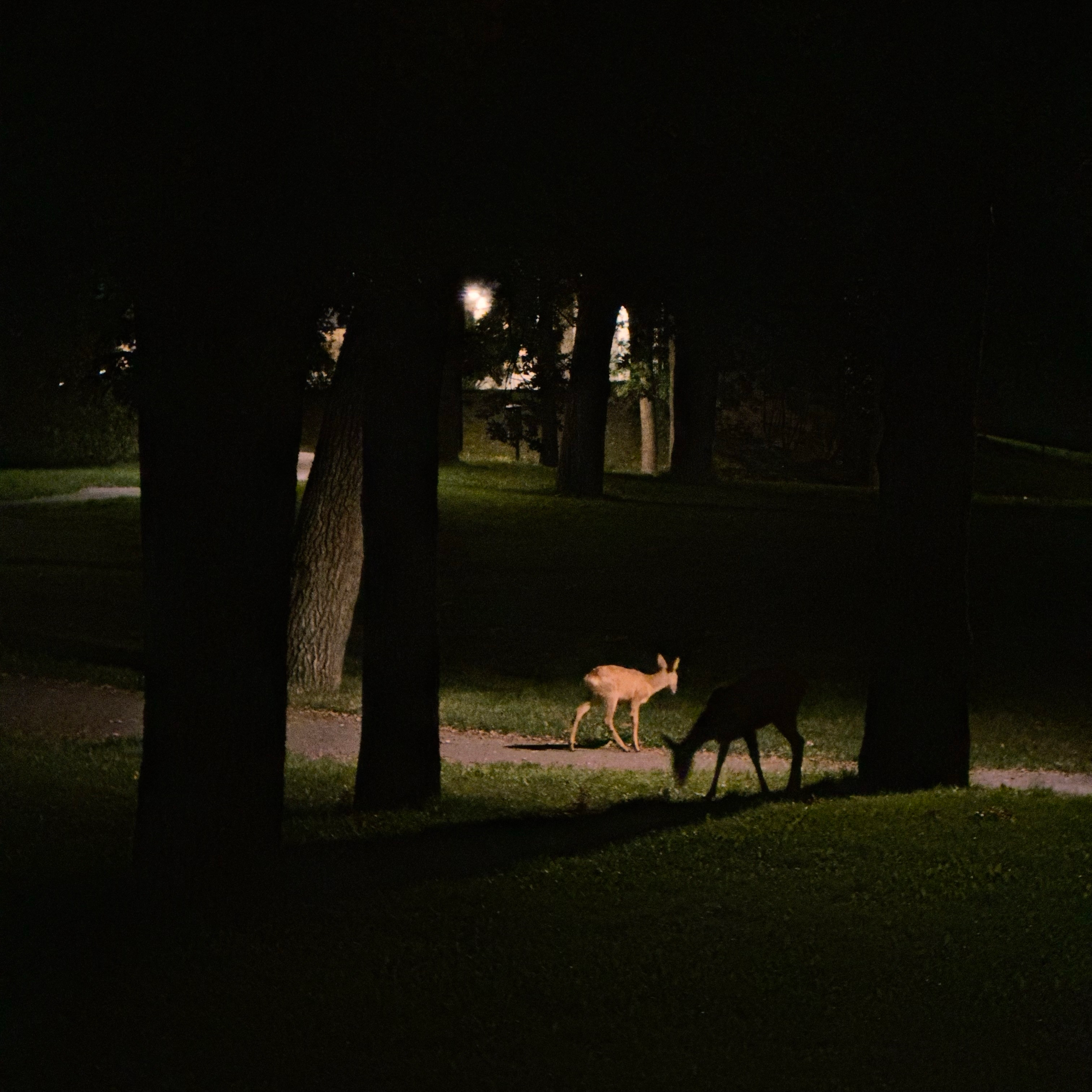Two deers in the night