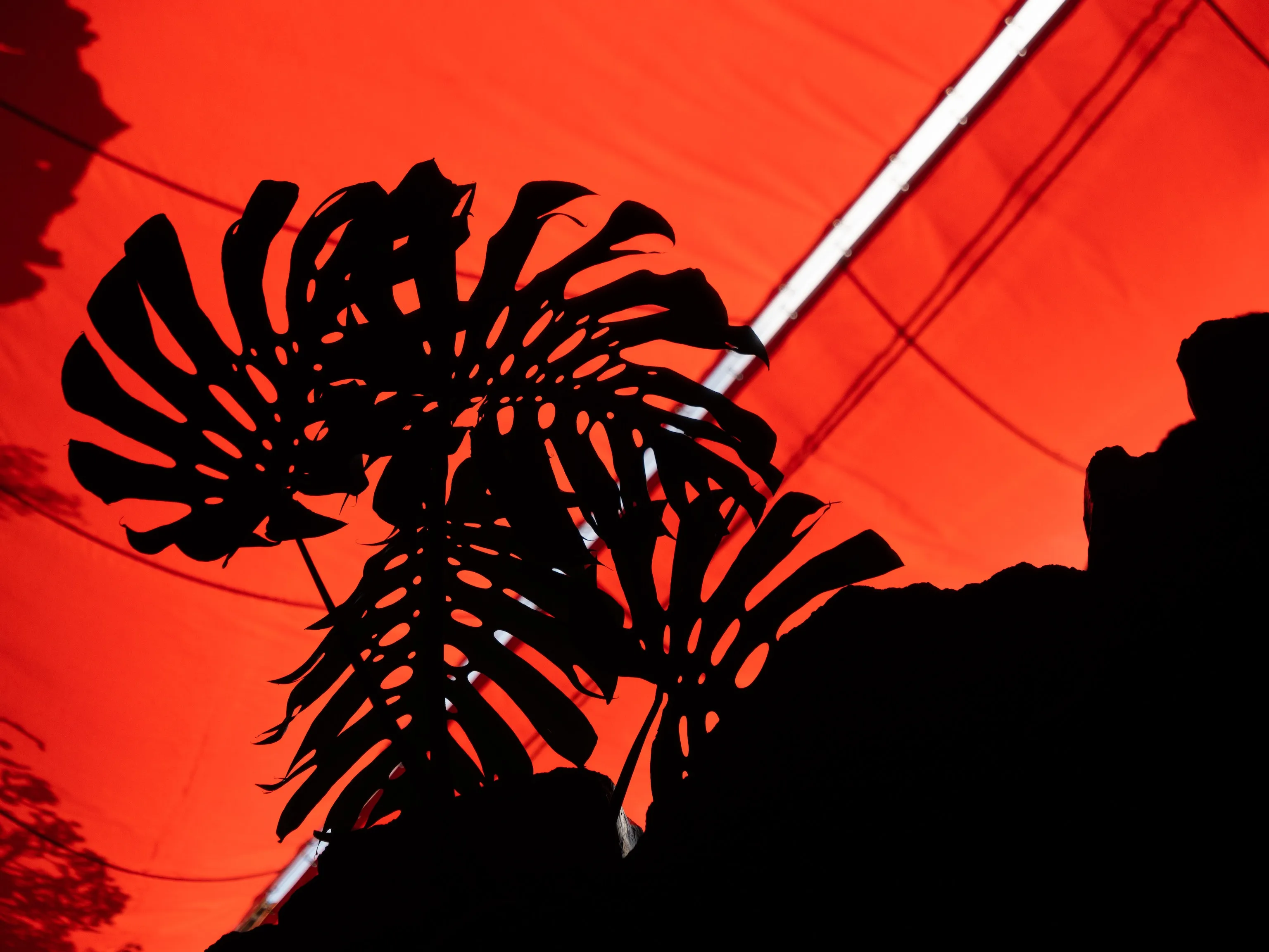 Silhouetted monstera leaves stand black against a glowing red canopy, with a bright white light strip cutting diagonally behind them.