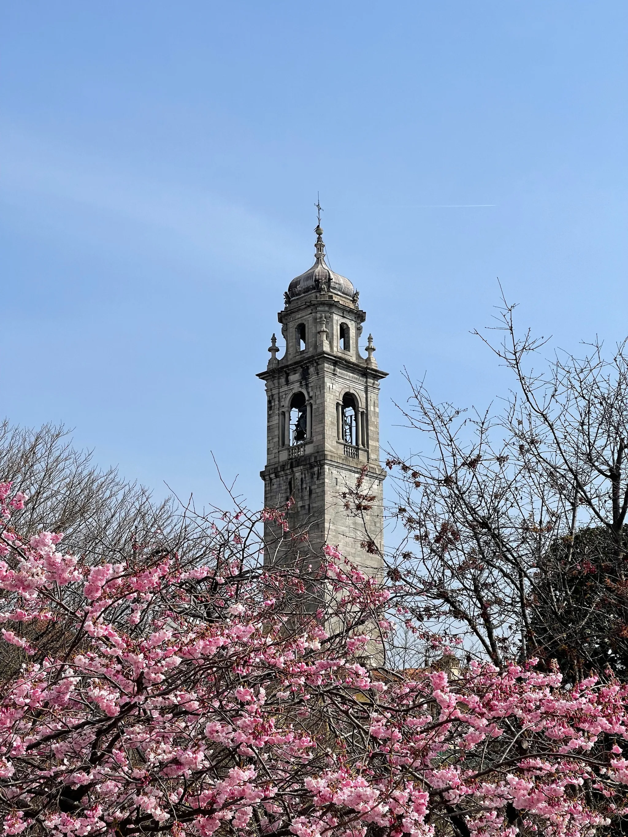 A weathered stone bell tower rises behind branches of bright pink spring blossoms and bare twigs, set against a pale, clear blue sky.
