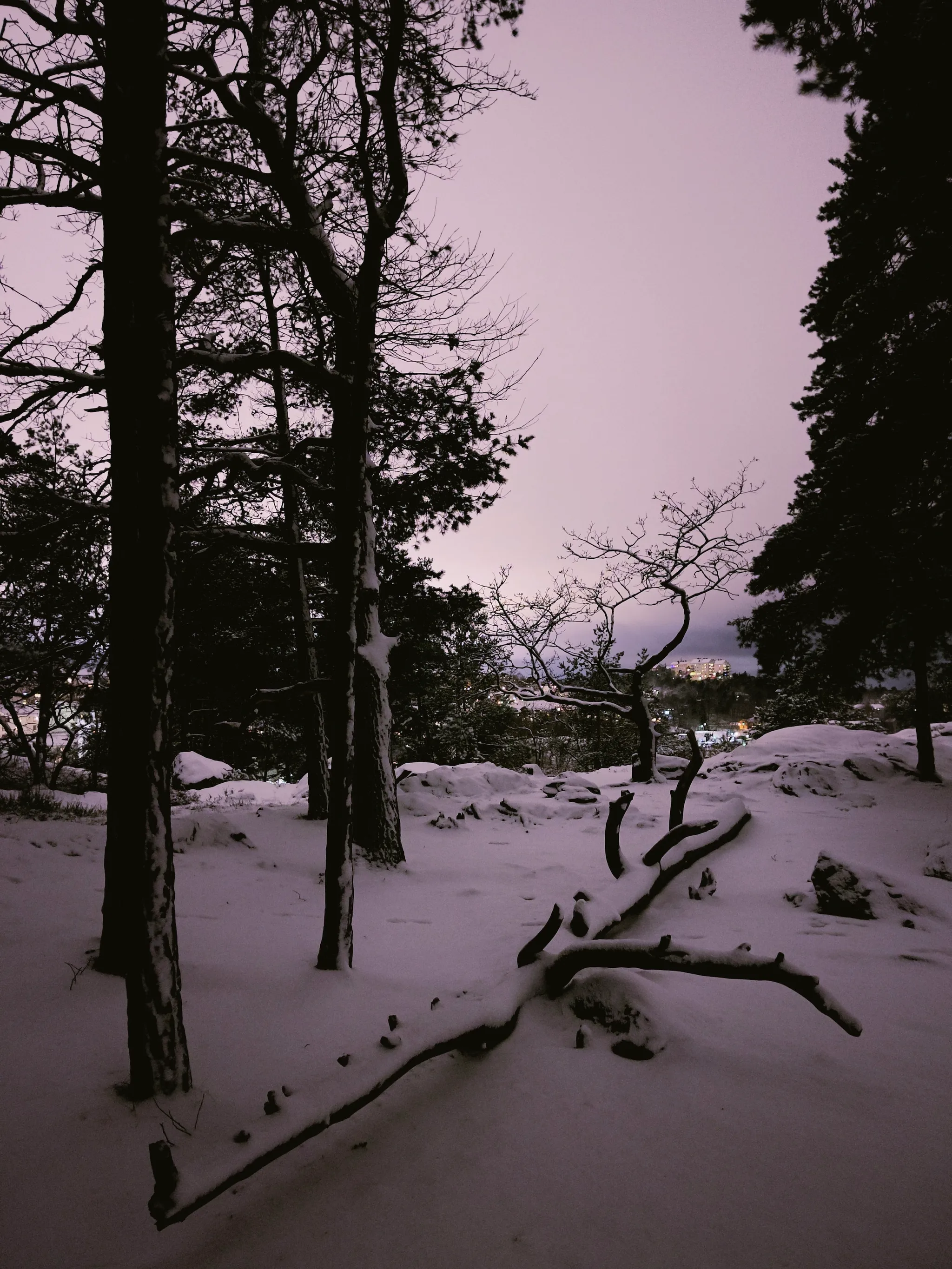 Snow-covered ground and dark pine silhouettes under a soft pink winter twilight, with a fallen snow-dusted branch in the foreground and distant city lights glowing through the trees.