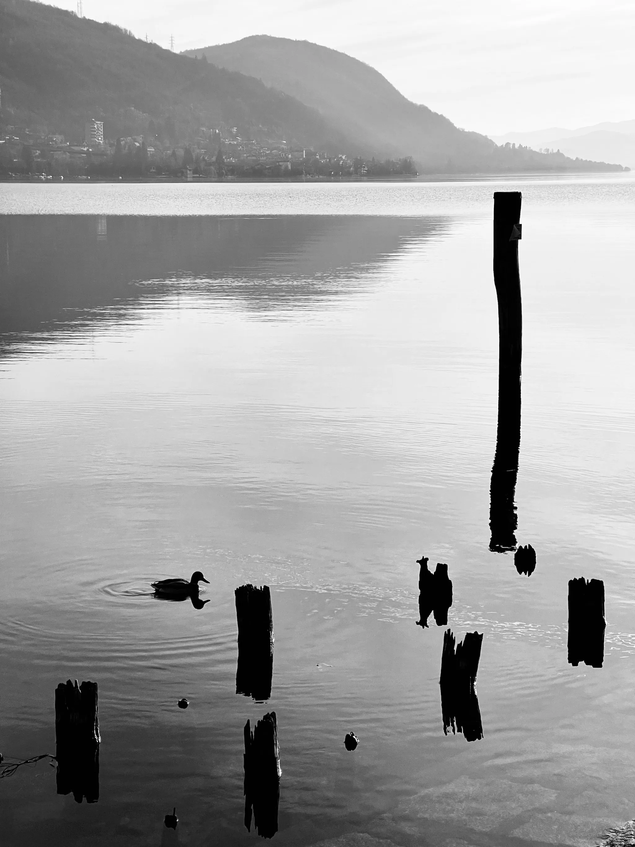 A duck glides across a still lake beside weathered wooden posts in this high-contrast black-and-white scene, with misty hills and a small town lining the hazy far shore.