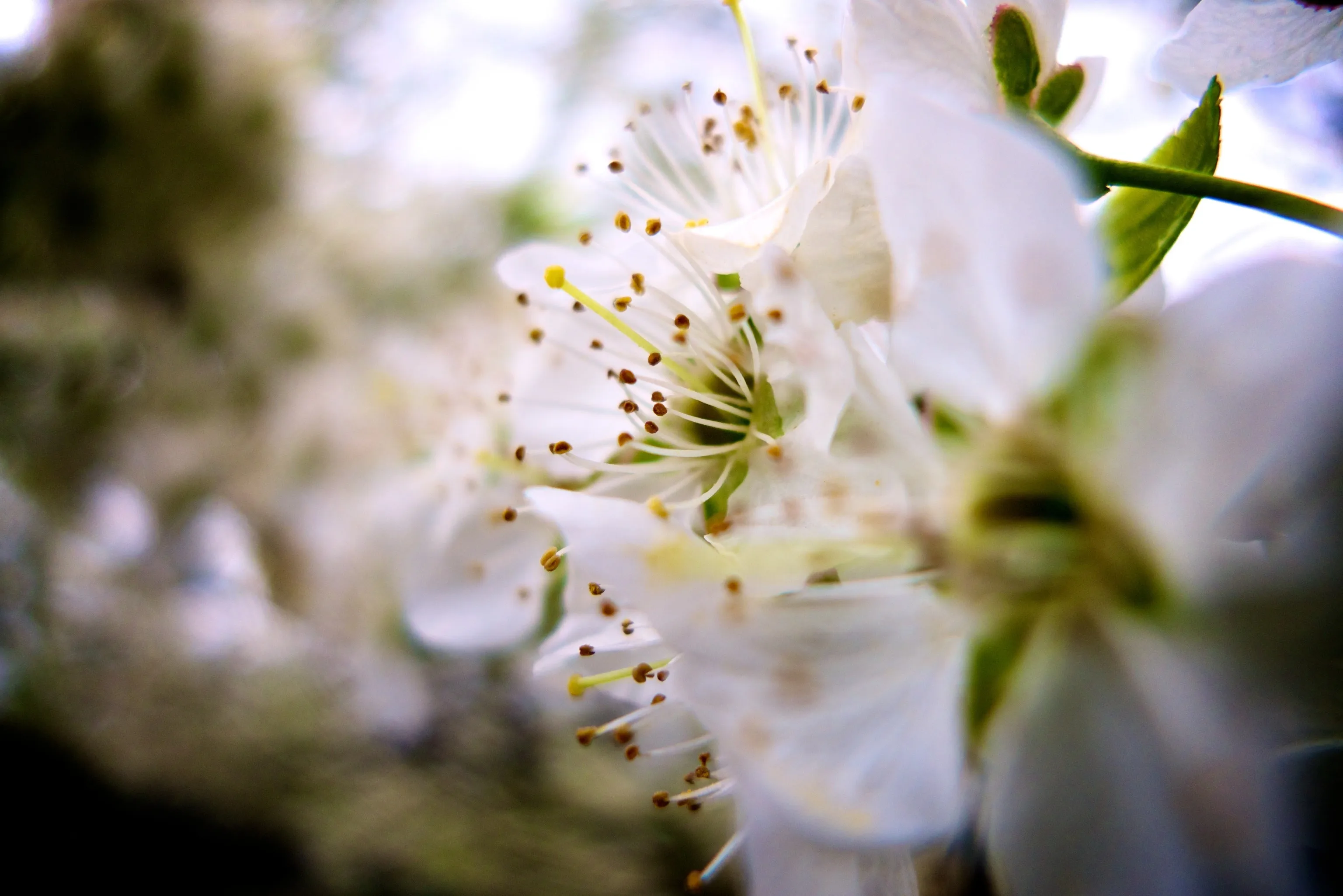 Delicate white plum blossoms in sharp close-up, their long stamens tipped with dark pollen glowing against a softly blurred, sunlit background of pale green and white.