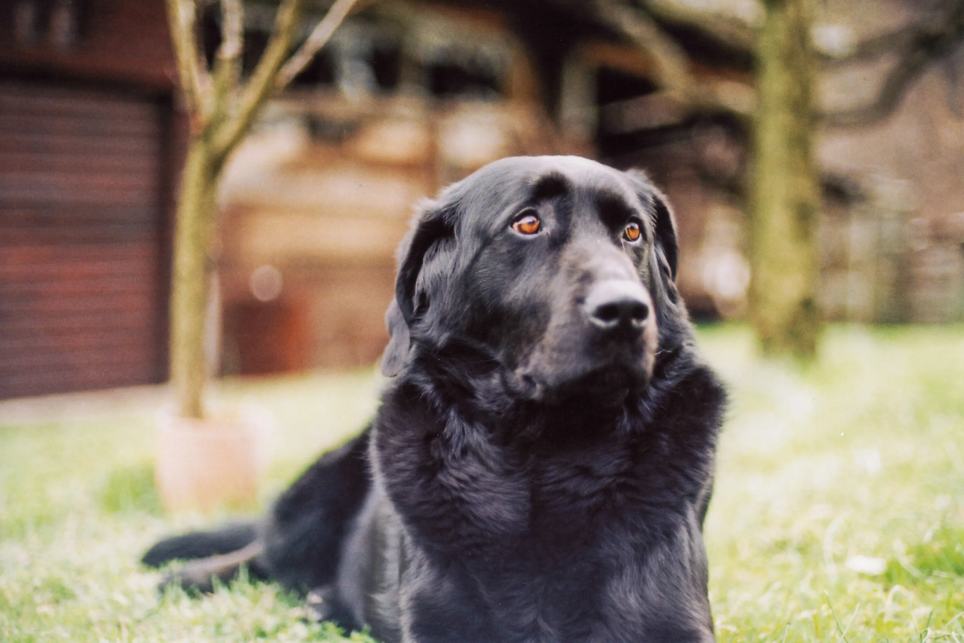 A black Labrador lies on green grass, gazing upward with striking amber eyes, her dark fur softly lit against a blurred yard of potted sapling and wooden buildings.