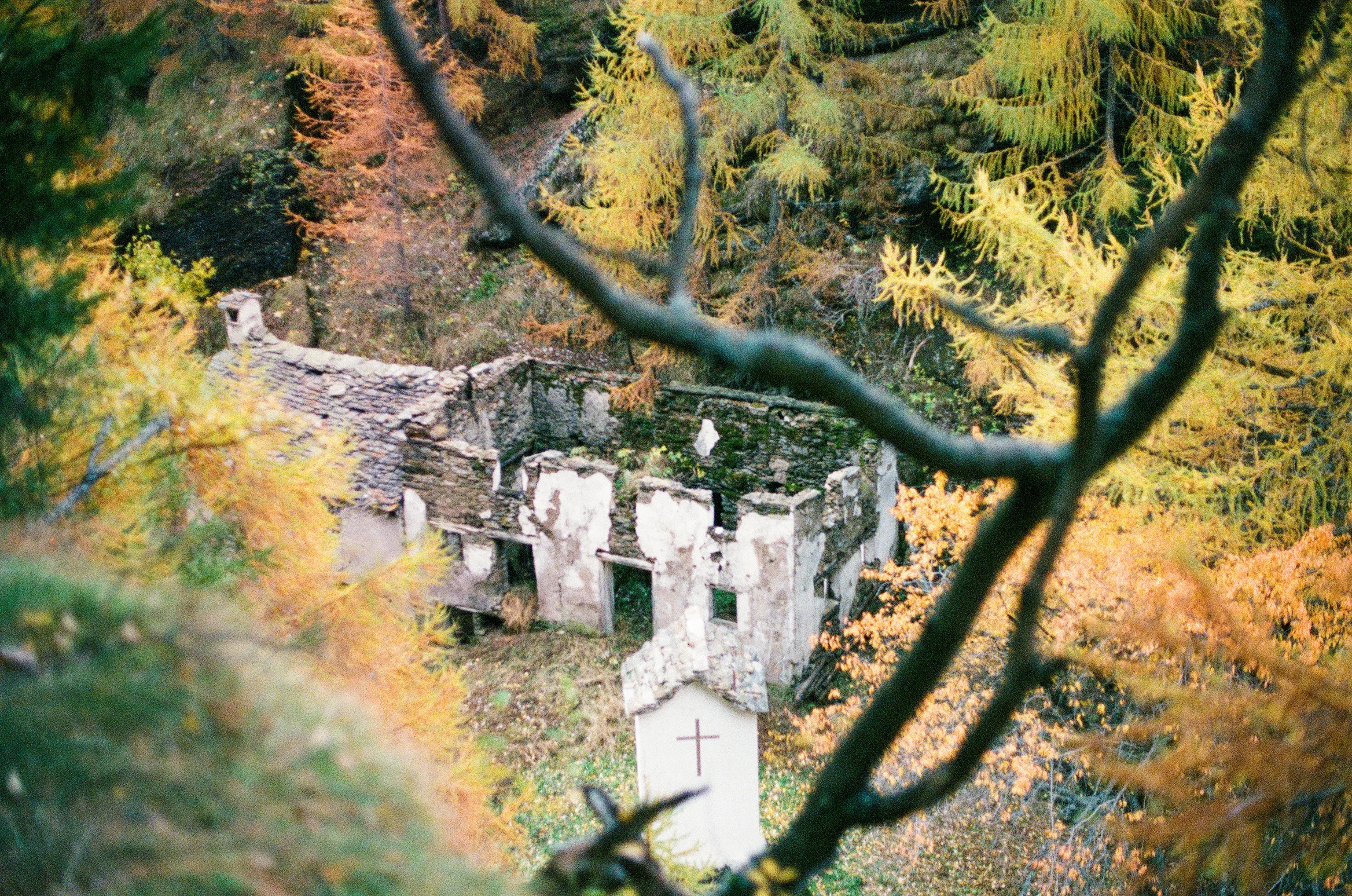 Crumbling stone ruins with peeling white plaster sit among golden autumn larches, framed by dark bare branches, with a small white shrine marked with a cross standing in front.