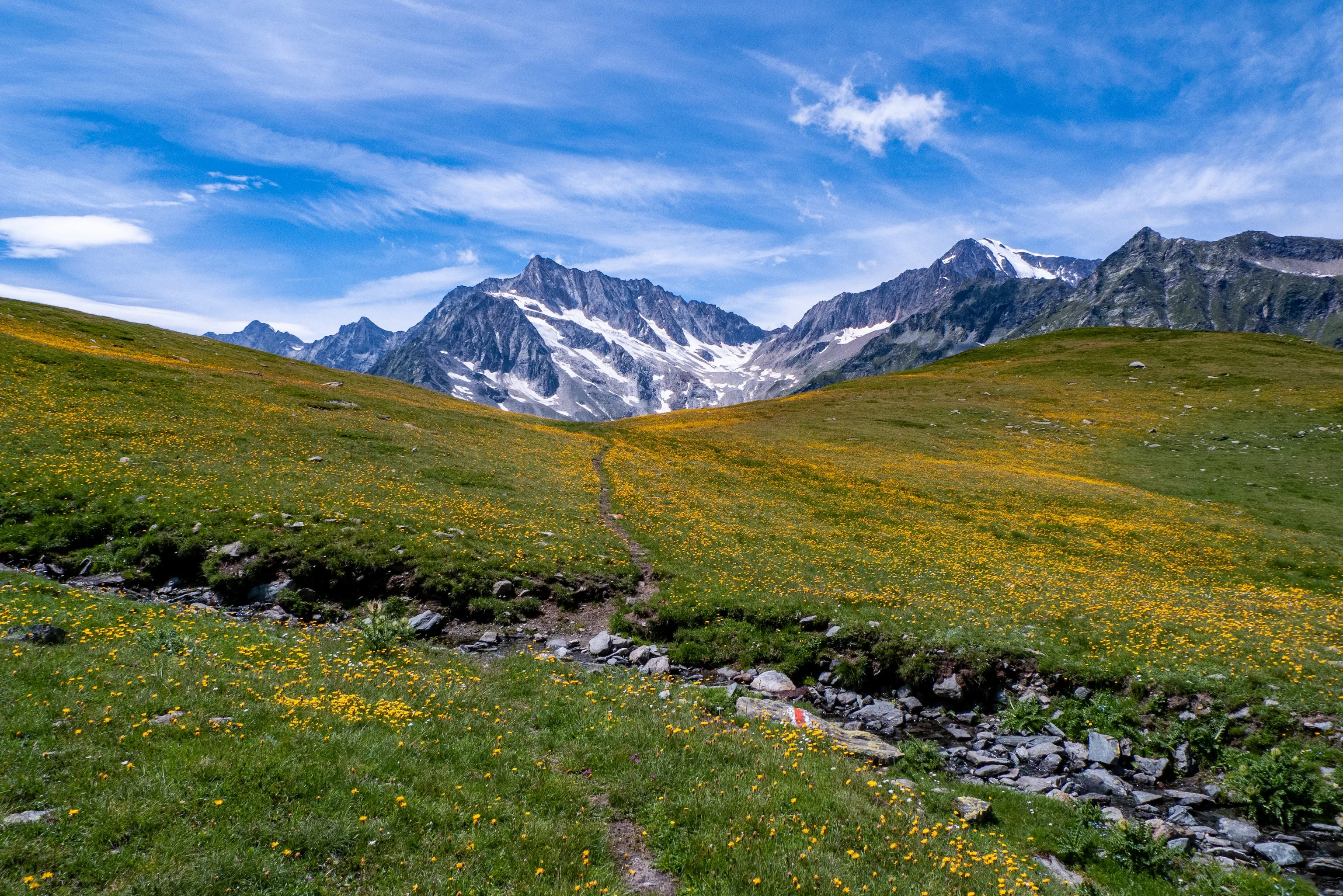 Yellow wildflowers blanket an alpine meadow where a narrow dirt trail winds toward snow-patched peaks under a vivid blue sky laced with wispy clouds in the Swiss Alps.