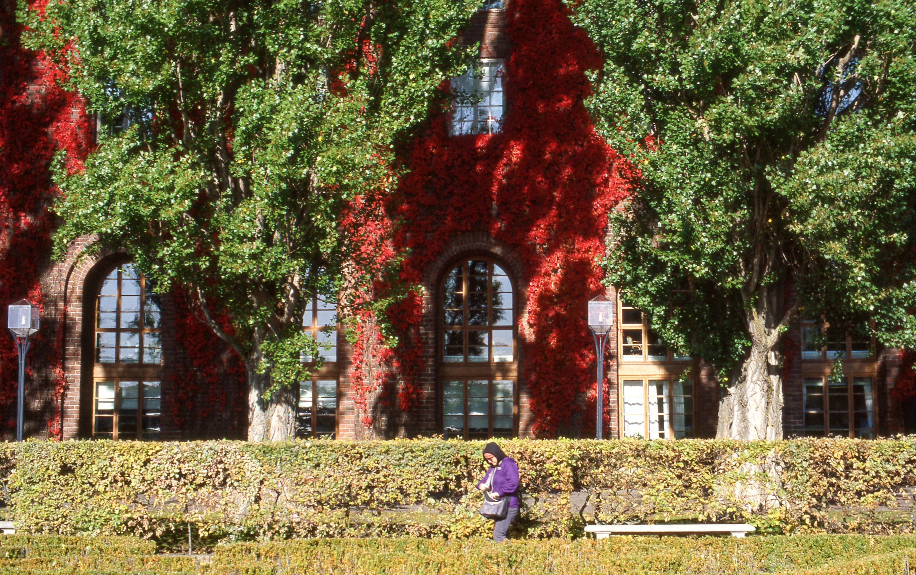 A person in a purple hooded jacket walks past a hedge along a brick City Hall facade draped in red ivy, its arched windows framed by green trees in sunlight.