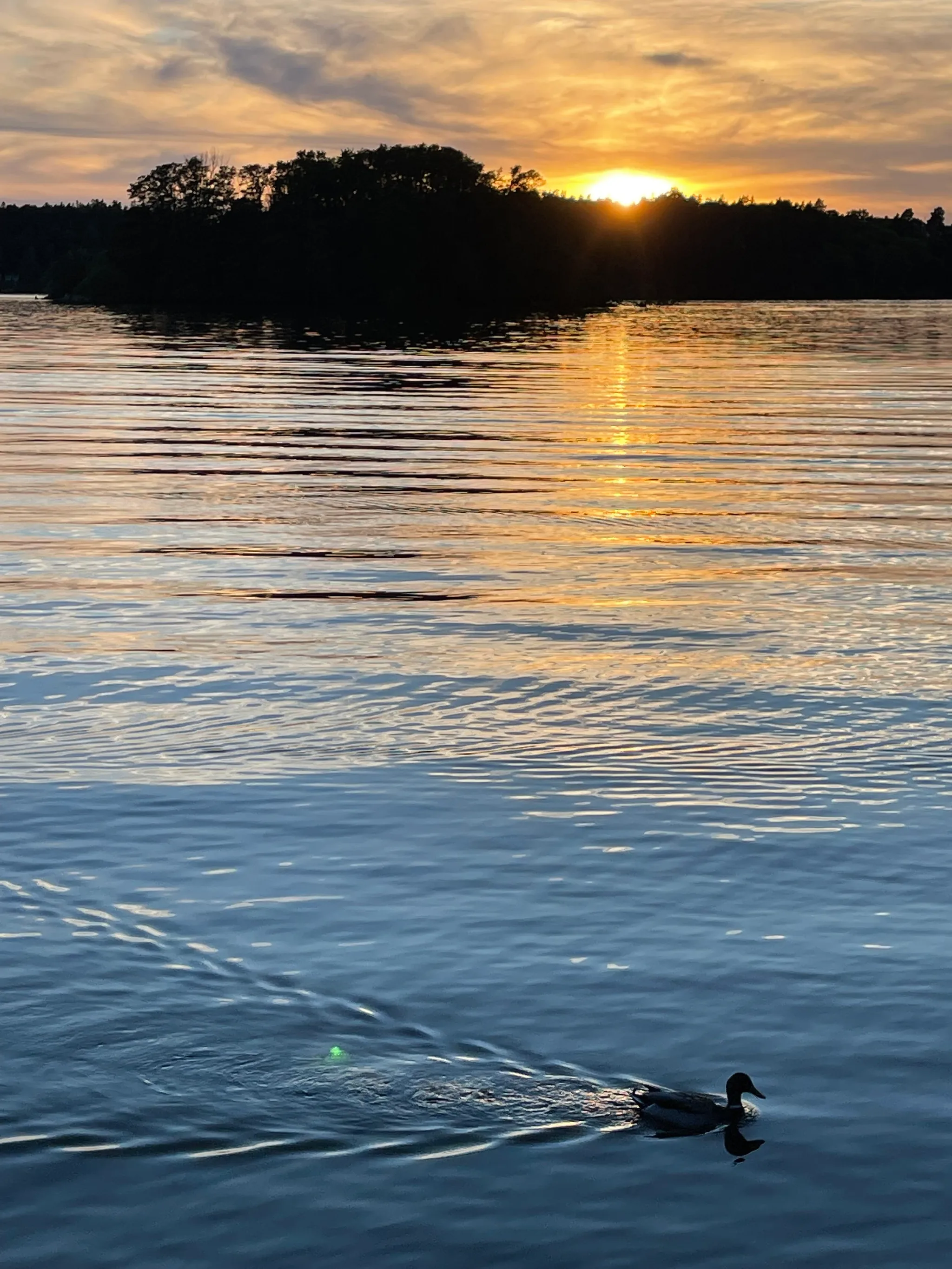 A duck glides across rippling blue water at sunset, golden light spilling from behind a dark treeline and reflecting across the calm surface beneath a warm orange and yellow sky.