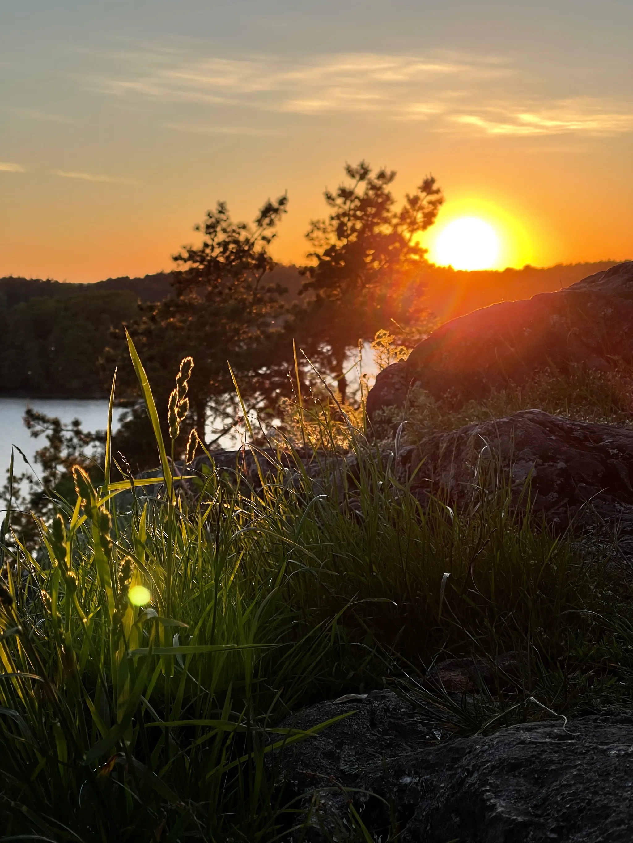 The low sun glows orange over a calm lake, silhouetting pine trees and dark boulders while tall grasses in the foreground catch the golden light, their seed heads rimmed with warm highlights.
