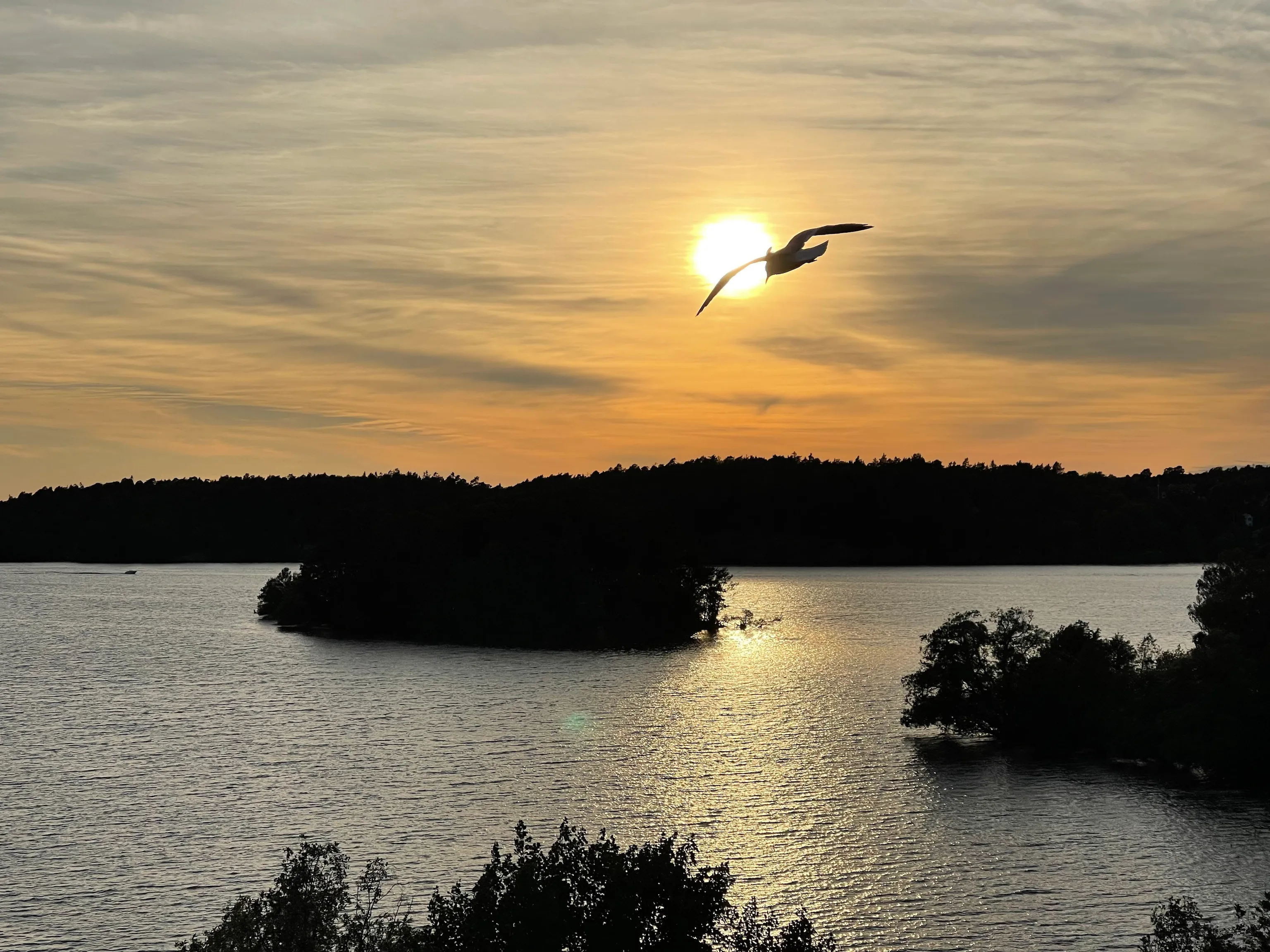 A bird silhouetted in flight glides across a glowing golden sun above a calm lake dotted with dark tree-covered islands, beneath a warm orange-hued evening sky.