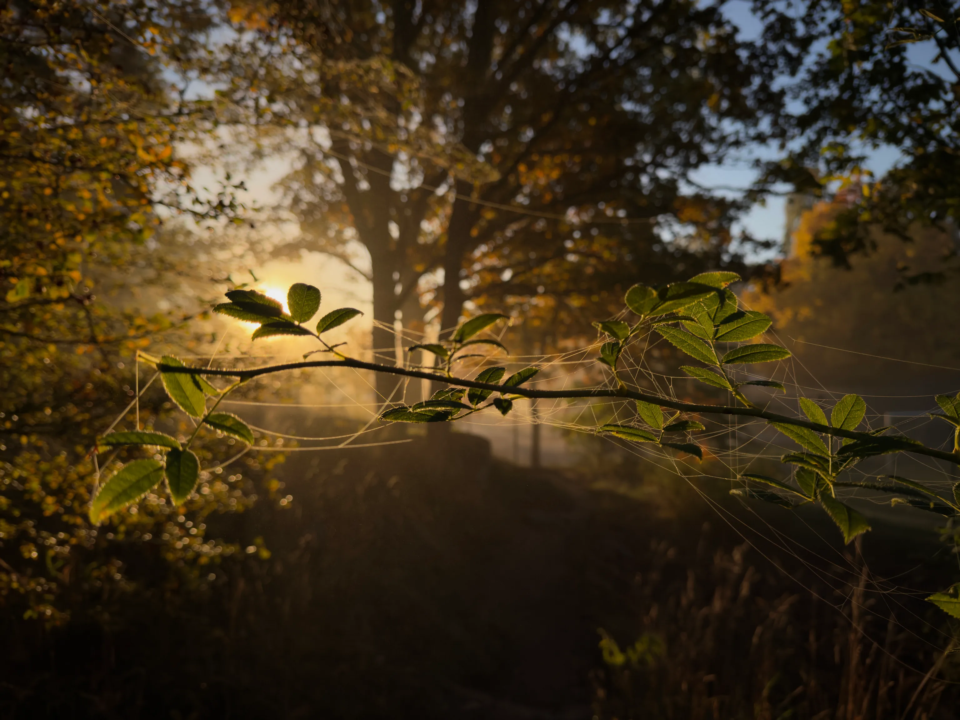 A leafy branch strung with fine spider webs stretches across the frame, backlit by a low golden sun that glows through the leaves amid hazy morning light and autumn trees.